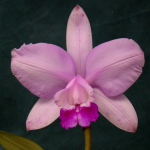 Cattleya intermedia